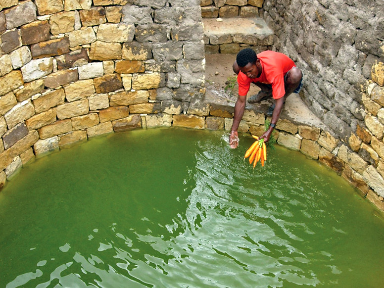 A wide, round stone well with steps leading down; a man is on the bottom step washing a bunch of carrots in the water.